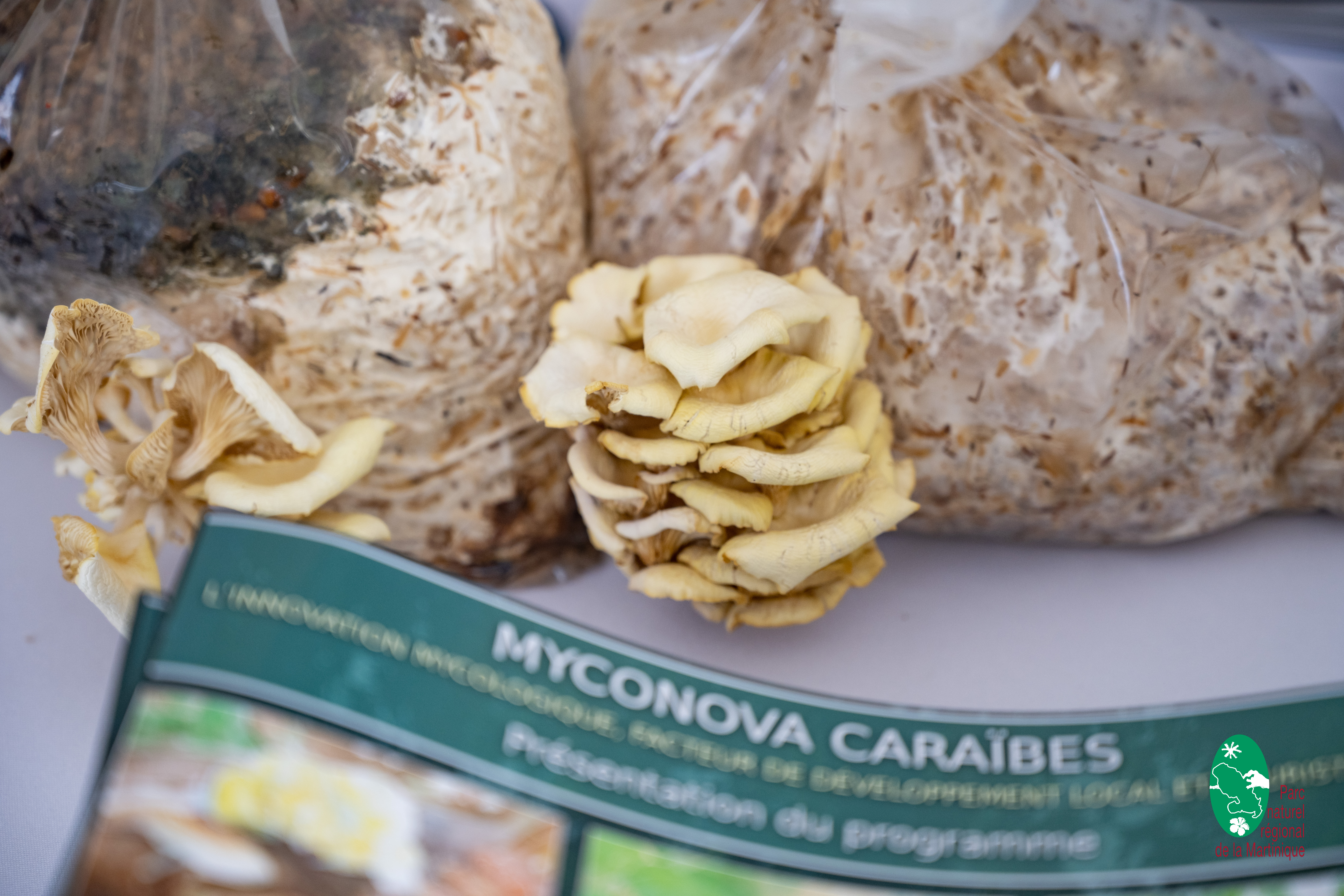 MYCONOVA: une journée technique entre cultures patrimoniales et mycorhizes