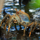 « LA CHASSE AU CRABE », une tradition en Martinique