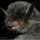 Les Chauves-Souris à la Fête de la Science avec le Parc Naturel de Martinique