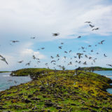 Les Réserves Naturelles de Martinique