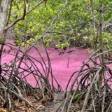 Randonnée commentée MANG'ROSE [Mangrove Rose] au Diamant
