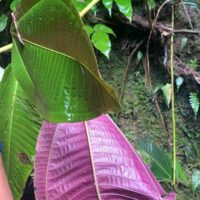 Espèce Exotique Envahissante végétale : Miconia