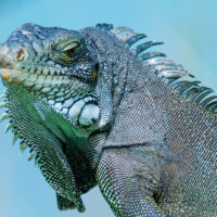 Iguana iguana