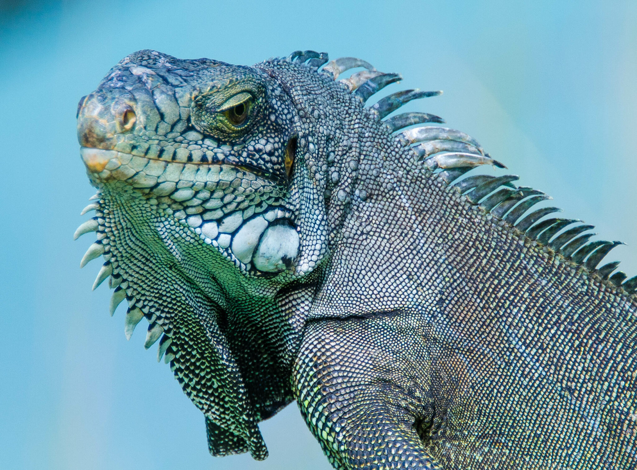 Iguana iguana
