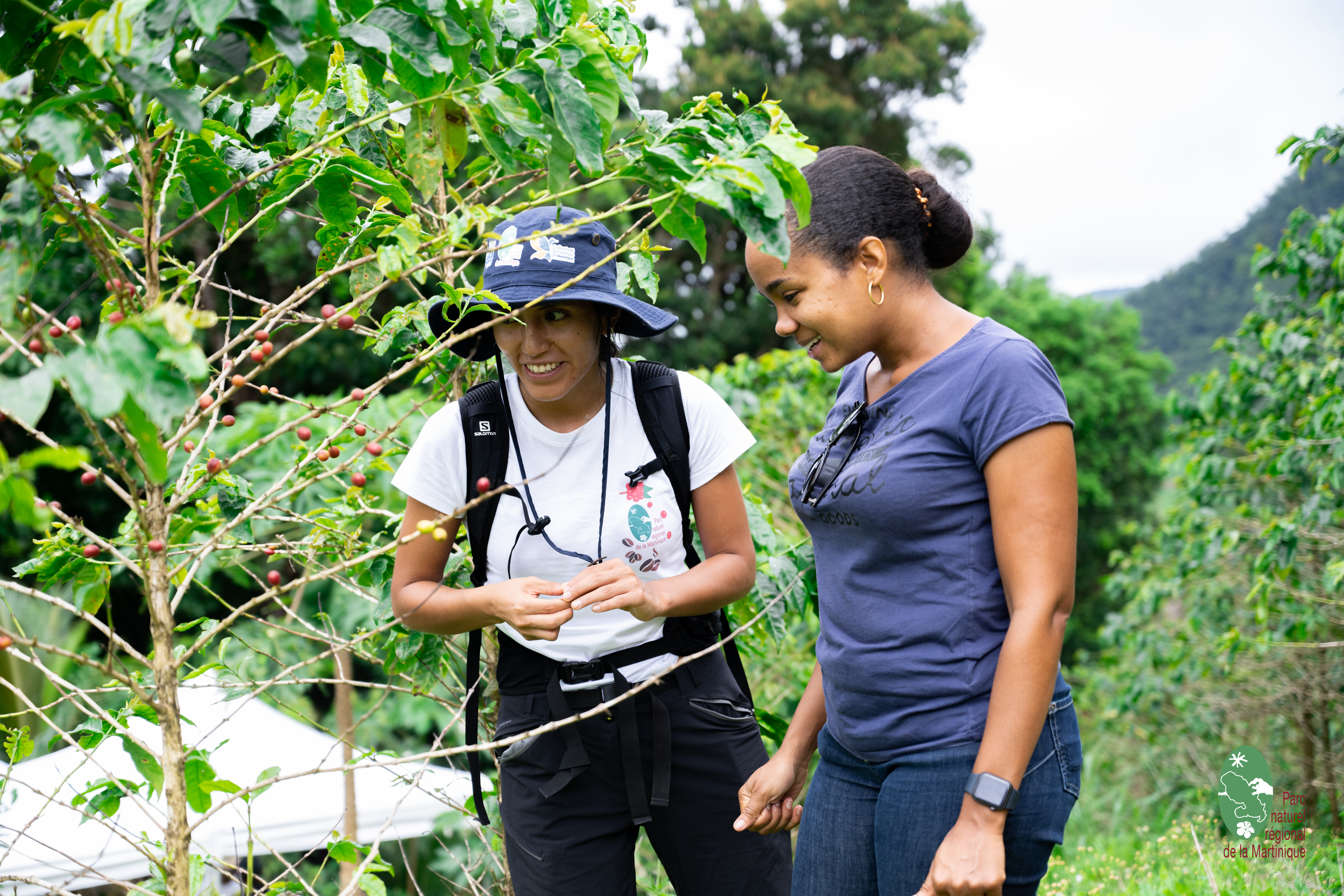 Journée de cohésion du PNRM autour du Café d'excellence de Martinique