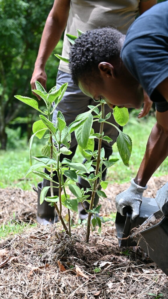 Agroforesterie