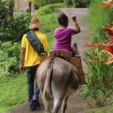 Balades à cheval, en poney et en caleche avec le Parc Naturel de Martinique