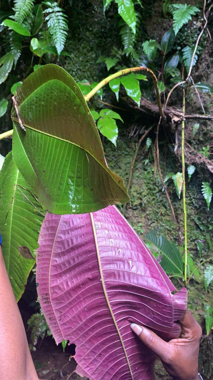 Espèce Exotique Envahissante végétale : Miconia