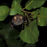 Ardops des Petites Antilles