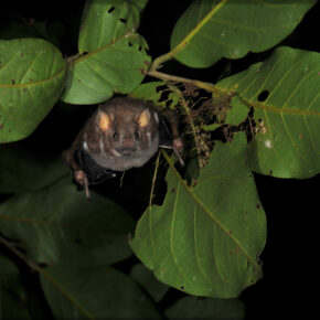 Ardops des Petites Antilles