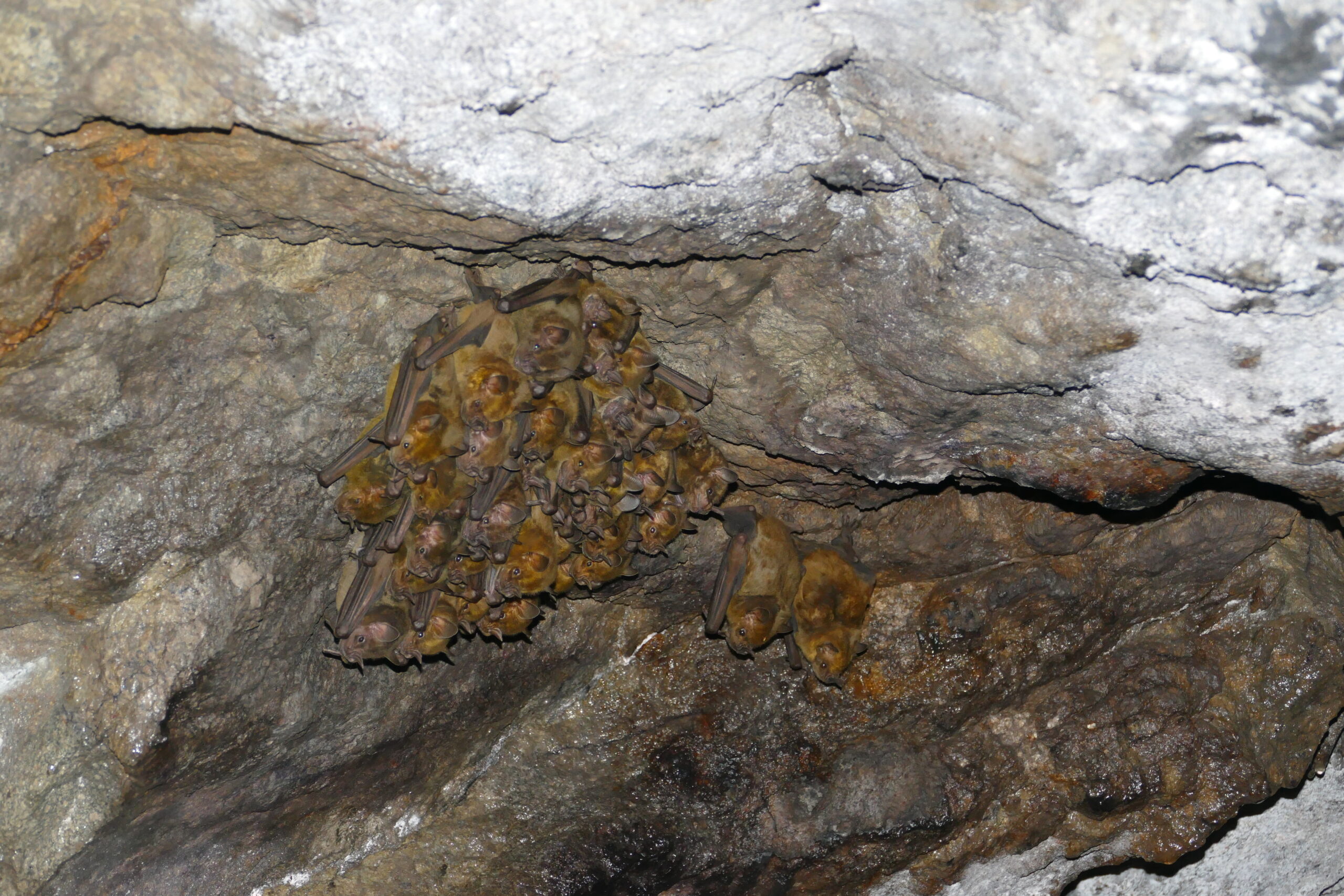 Colonie d'Artibés de la Jamaïque en gîte (Artibeus jamaicensis) - Maurice MIAN / PNRM