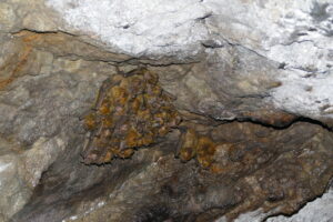 Colonie d'Artibés de la Jamaïque en gîte (Artibeus jamaicensis) - Maurice MIAN / PNRM