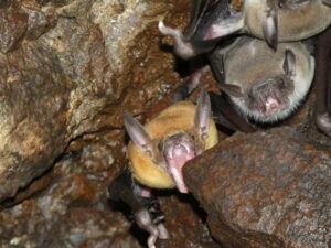 Noctilion pêcheur (Noctilio leporinus) - Caroll-Ann' PORTEL / PNRM