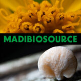 Madibiosource